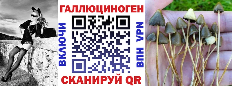 хочу наркоту  Рошаль  Псилоцибиновые грибы Psilocybine cubensis 